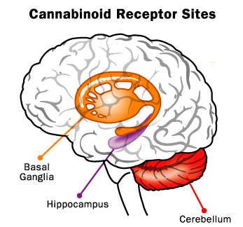 Cannabinoid Brain Receptors